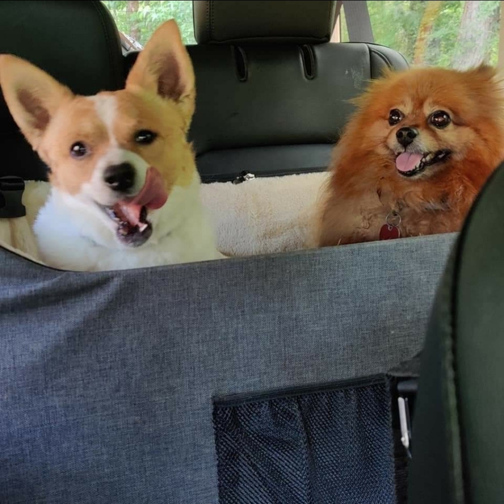 FUR BABIES NEED YOUR HELP! - Picture 9 of 16